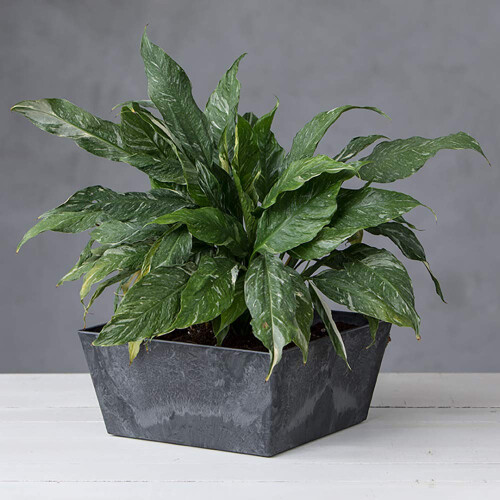 Nouveaut Ella Pot de fleurs carr bas 30,5 cm Noir 2
