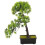 5 Unidades Enfeite De Árvore De Artificial Bonsai Vaso 2