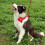 4St Comfortabele Kat Hond Halsband Design Met 10