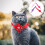 4St Comfortabele Kat Hond Halsband Design Met 4