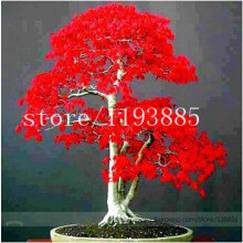 Japanese Maple Red Seeds 20-Pack Bag, Rare Red Maple Seeds, Balcony Plant For Home Garden