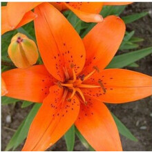 Lily Seeds Fragrant Lily Seeds 40 Seeds Pack Flowering Lily Seeds For Garden Or Balcony