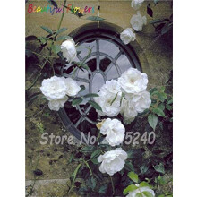 Climbing Rose Seeds, 100 Pcs, Bonsai Rose Tree Seeds, Bright-Colored Blooms, DIY Home Garden Potted Balcony Yard Plant