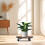 Support Pour Plantes Roulettes Plateau En 5