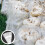 20Stk Pilzzuchtbeutel Für Shiitake Ganoderma Transparent 10