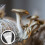 20Stk Pilzzuchtbeutel Für Shiitake Ganoderma Transparent 9