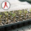 3 Pacotes De Clipes De Enxertia Para Vegetais Plástico 11