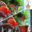 4 stk. universell hagevannkanne rosehodeutskiftning 5