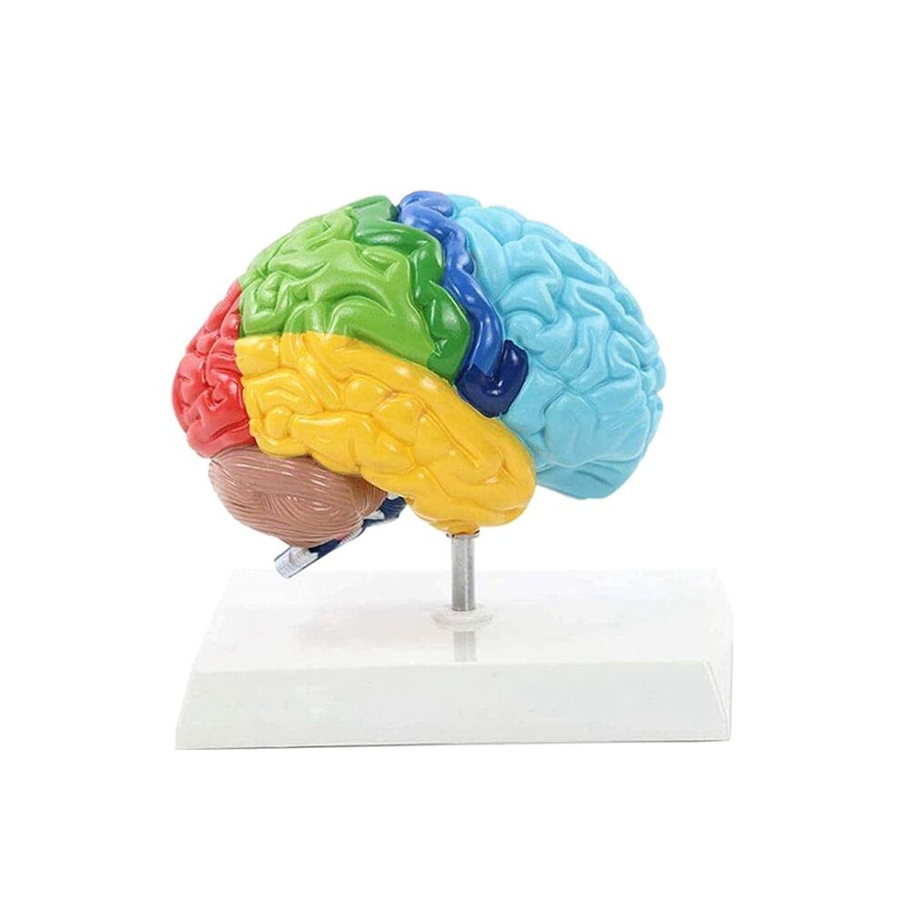 Right Hemisphere Of Brain Human Body Model 4851337084869