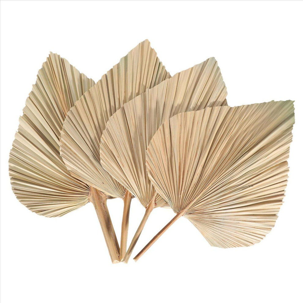 4Pcs Dried Palm Leaves Dried Palm Fans Bohemian Tropical Palm Leaves 4851337019243