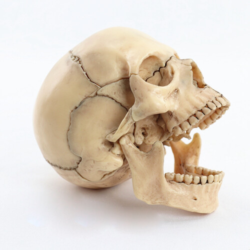 1:2 Disassembled Skull Anatomical Model Anatomy Skeleton Skull Model 2