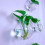 Vase
Hydroponic Glass Vase 5