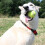 Dog Tennis Launcher
Rechargable Catapult 2
