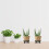 1 com Rodízios e Reservatório para Bonsai 5