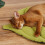 Leaf Mat Soft Cute Floor Rug Crawling Mat Blanket A 5