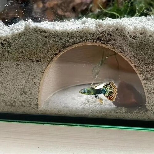 Rekeavlsbeskytter til akvarium, hvit type 2
