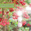 Mirror Reflective Bird Repellent Upgraded Bird Scare Discs Set 5
