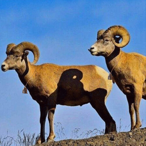 6 pezzi Campanacci per mucche, per cavalli e pecore al pascolo, in rame, campanelli per mucche rumorosi 2