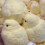 Χειροποίητα παιχνίδια γρατσουνίσματος και τριβής Keai, μικρό κίτρινο κοτόπουλο B 3