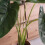 Turtle Shell Bamboo Clip Set, Transparent Plastic Plant Stem Holder 5