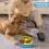 Reduziert Langeweile und Angst Hundefutter-Puzzle-Futterautomat 4