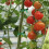 Plant Support Clips, Plant Support Clips Plant Clips S 5