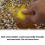 6 Pcs Beekeeping Tool Beehive Rearing Cover Catcher Beekeepers Tool 6