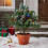 Living And Home Artificial Christmas Planter Bushes Decorations 1