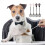 4 stücke hundefutterlöffel aus mit katzenpfoten-design 5