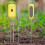 Tuya Smart Bluetooth Soil Tester Temperature and Humidity Meter 8
