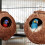Vogelhaus Kokosnuss 2er Set 2