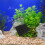 1 activado para acuario negro 8