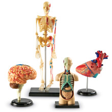 Learning Resources LER3338 Model Anatomy Bundle Set Of 132