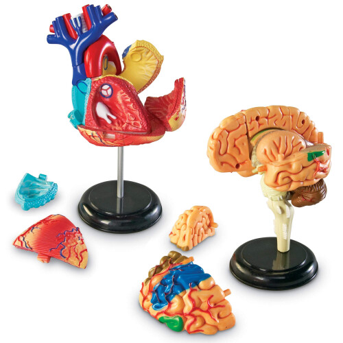 Learning Resources Learning Resources LER3338 Model Anatomy Bundle Set Of 132 1