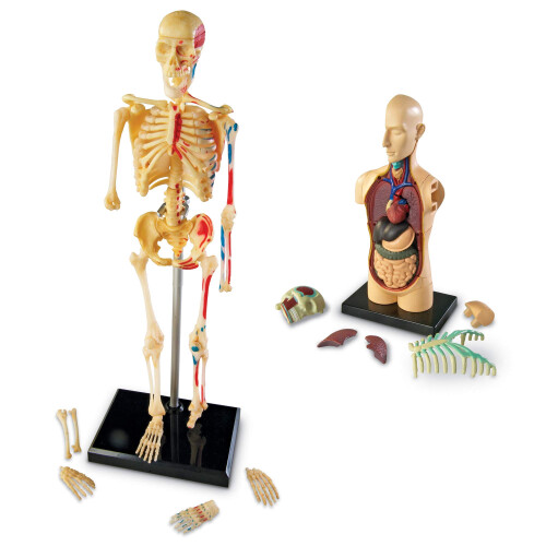 Learning Resources Learning Resources LER3338 Model Anatomy Bundle Set Of 132 2