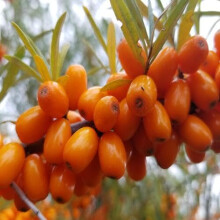 Hippophae Fruit Seeds Sea Buckthorn Seeds For Planting Hippophae Rhamnoides Orange 40 Pcs