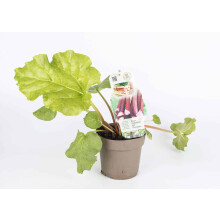(Rhubarb Red Champagne) Selection of Fruit Trees - Lincolnshire Fruits