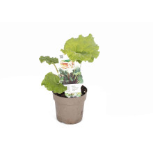 (Rhubarb Frambozen) Selection of Fruit Trees - Lincolnshire Fruits