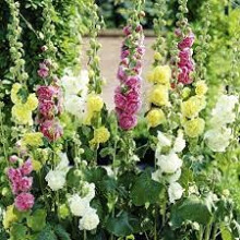 Sweet Cantaloupe Melon Seeds, 25-Piece Pack, Open-Pollinated, Non-GMO Garden Seeds For Home Planting