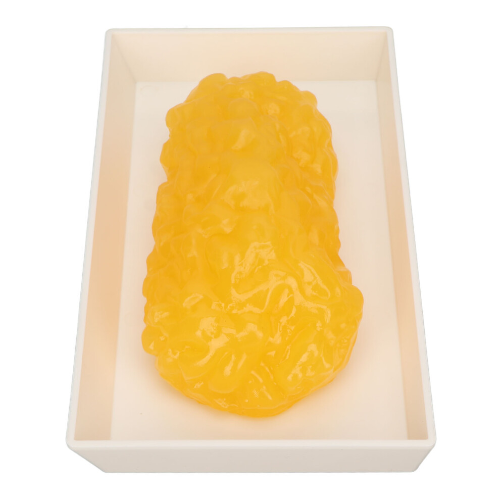 1lb Human Fat Replica Model for Nutrition and Science Demonstrations