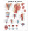 Pharynx amp Larynx Anatomical Chart Other Book 1