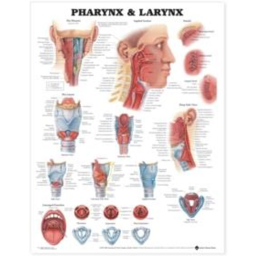 Pharynx amp Larynx Anatomical Chart Other Book