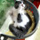 Cats Suction Cup Hammock Resting Bed Small Window Perch Dark Gray Window Mounted Cat Bed 2