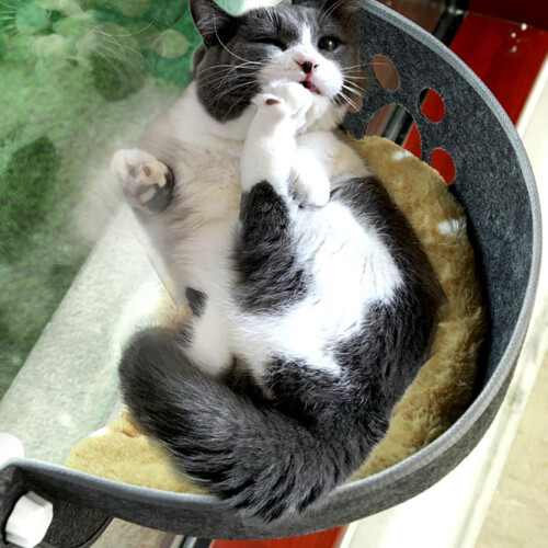 Cats Suction Cup Hammock Resting Bed Small Window Perch Dark Gray Window Mounted Cat Bed 1