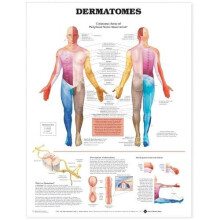 Dermatomes Anatomical Chart Other Book