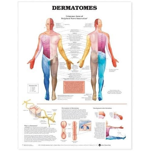 Dermatomes Anatomical Chart Other Book