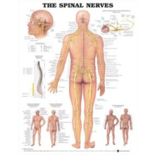 The Spinal Nerves Anatomical Chart Other Book