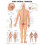 The Spinal Nerves Anatomical Chart Other Book 1