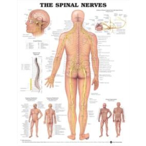 The Spinal Nerves Anatomical Chart Other Book