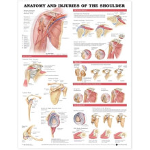 Anatomy and Injuries of the Shoulder Anatomical Chart Other Book